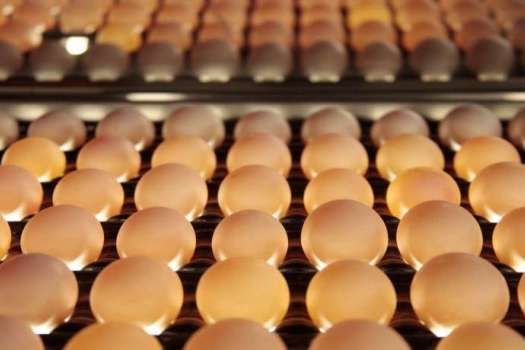 Революция в производстве яиц: Система оптического контроля на основе искусственного интеллекта