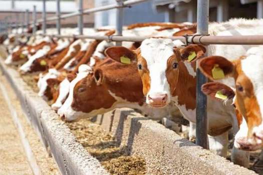 Система управління здоров'ям худоби у молочному виробництві зі ШІ