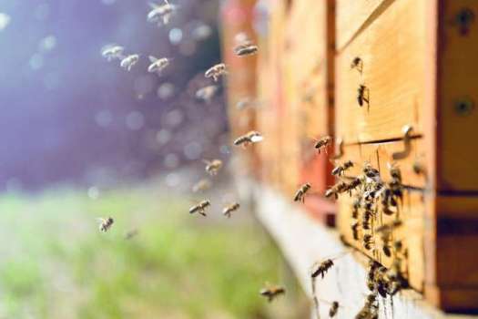 Beekeeping and Artificial intelligence