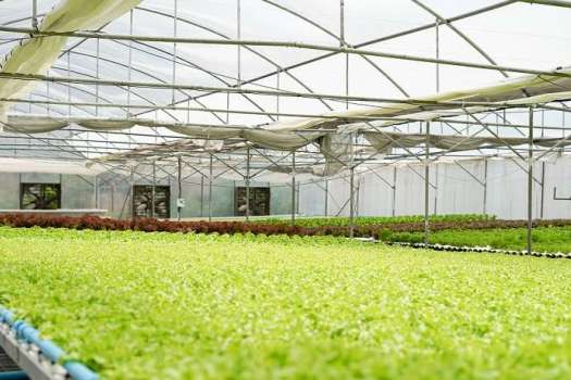 Intelligent Agriculture to Digitalize the Orchid Industry