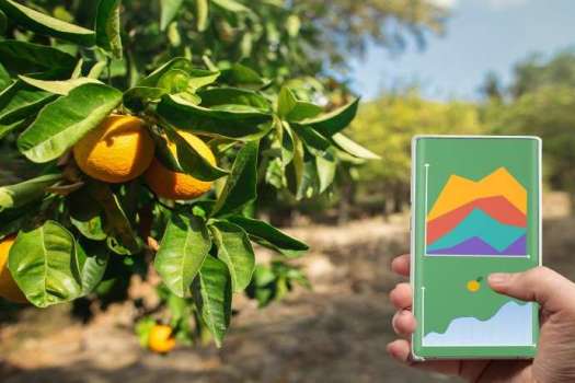 Інтелектуальний моніторинг урожайності лимонів