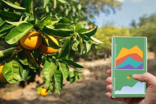 Intelligent Lemon Yield Monitoring 